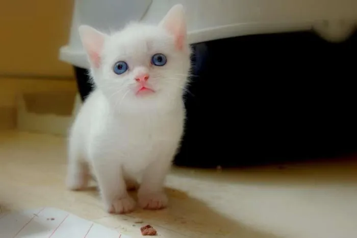 Gato ra a gata idade Abaixo de 2 meses nome recem nascido