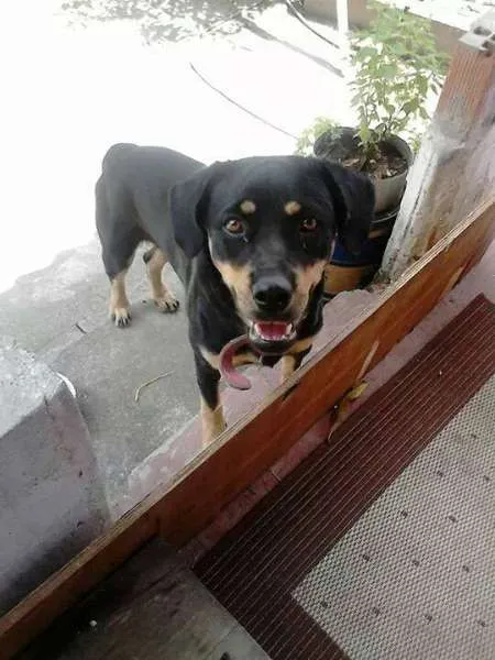 Cachorro ra a labrador com rotwelier idade 1 ano nome princesa