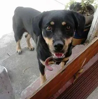 Cachorro ra a labrador com rotwelier idade 1 ano nome princesa