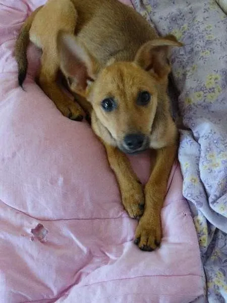 Cachorro ra a SDR idade 7 a 11 meses nome Lib