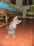 Pelota