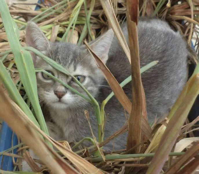 Gato ra a SRD idade 2 a 6 meses nome Pelota