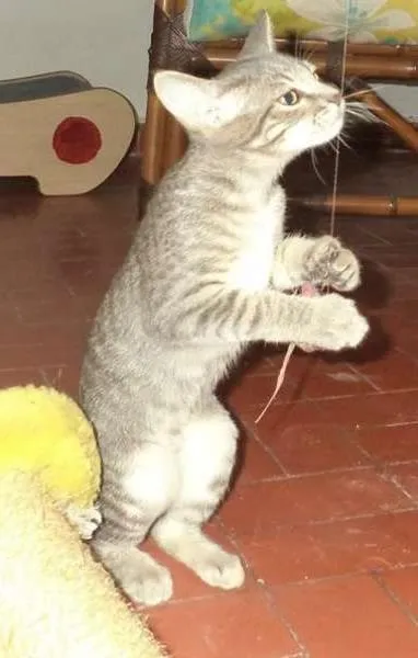 Gato ra a SRD idade 2 a 6 meses nome Tostitas