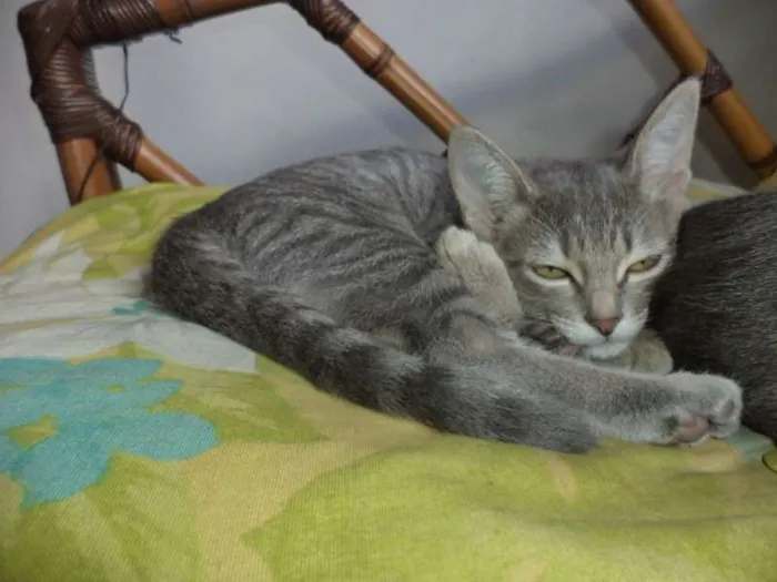Gato ra a SRD idade 2 a 6 meses nome Tostitas