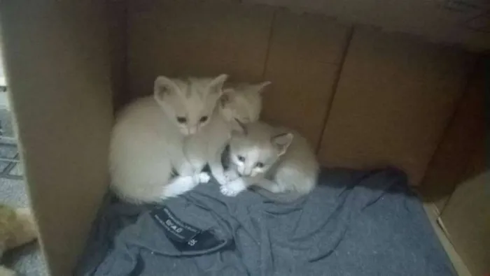 Gato ra a  idade Abaixo de 2 meses nome gatinhos
