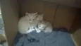 gatinhos