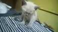 gatinhos