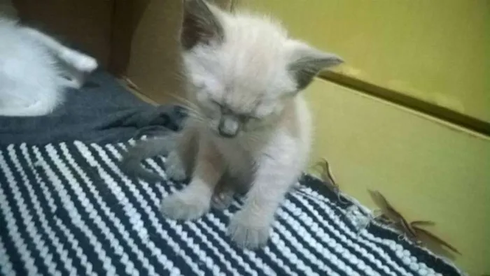 Gato ra a  idade Abaixo de 2 meses nome gatinhos