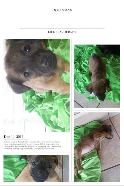 Cachorro ra a SRD idade 2 a 6 meses nome Nome provisório :Megan