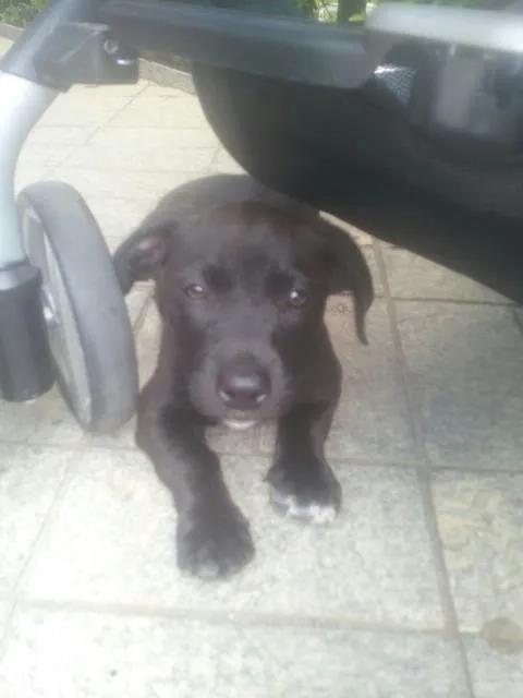 Cachorro ra a SRD  idade 2 a 6 meses nome Puma