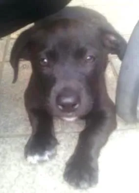 Cachorro raça SRD  idade 2 a 6 meses nome Puma
