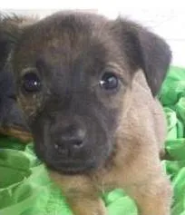Cachorro ra a SRD idade 2 a 6 meses nome Nome provisório :Megan