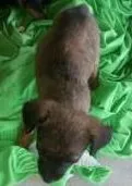 Cachorro ra a SRD idade 2 a 6 meses nome Nome provisório :Megan