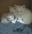 gatinhos