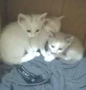 Gato raça  idade Abaixo de 2 meses nome gatinhos