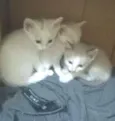 gatinhos