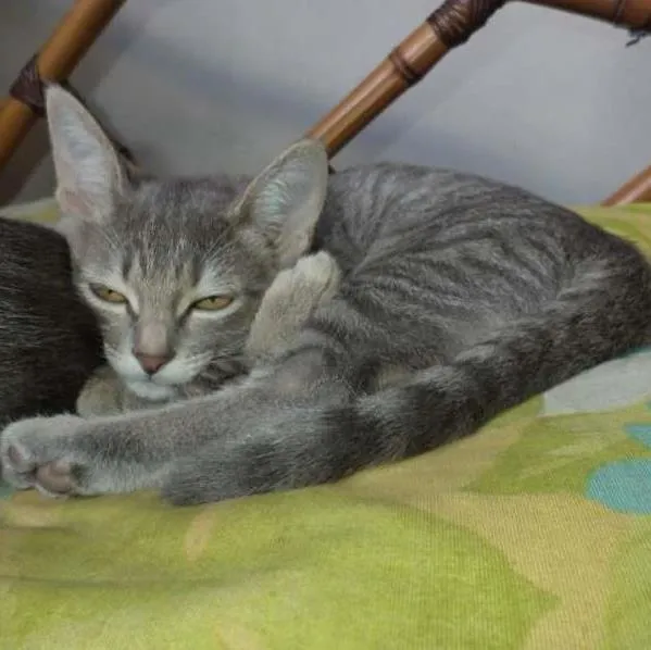 Gato ra a SRD idade 2 a 6 meses nome Tostitas