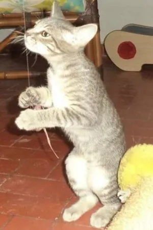 Gato raça SRD idade 2 a 6 meses nome Tostitas