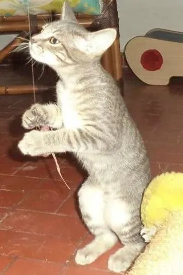 Gato ra a SRD idade 2 a 6 meses nome Tostitas