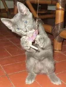 Gato ra a SRD idade 2 a 6 meses nome Pelota