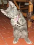 Pelota