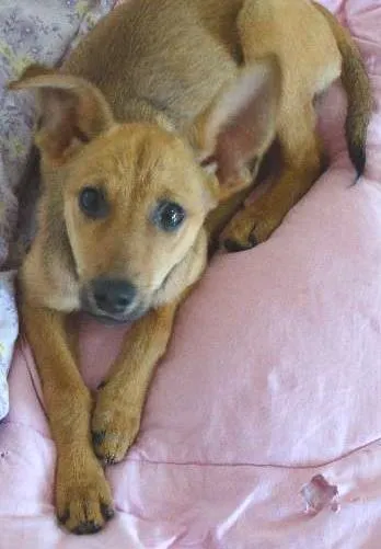 Cachorro ra a SDR idade 7 a 11 meses nome Lib