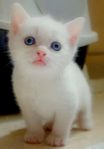 Gato ra a gata idade Abaixo de 2 meses nome recem nascido