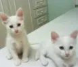 Bebê