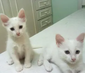 Gato raça sem raça idade 2 a 6 meses nome Bebê