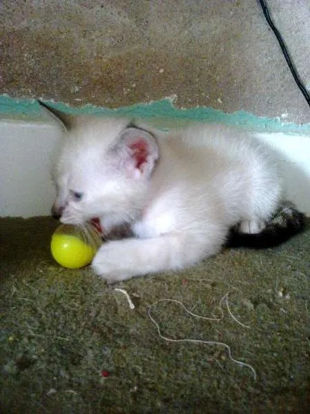 Gato ra a  idade 2 a 6 meses nome Sammy