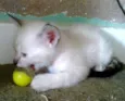 Sammy