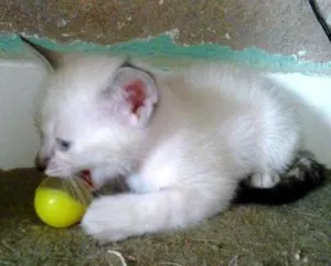 Gato raça  idade 2 a 6 meses nome Sammy