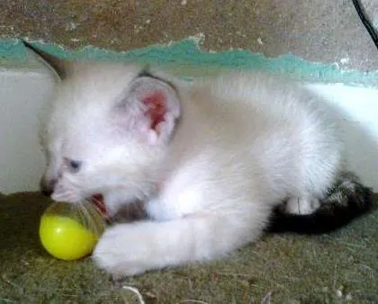Gato ra a  idade 2 a 6 meses nome Sammy