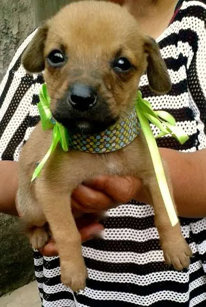 Cachorro ra a SRD idade 2 a 6 meses nome Dalila, Dinah, Dado
