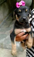 Dalila, Dinah, Dado