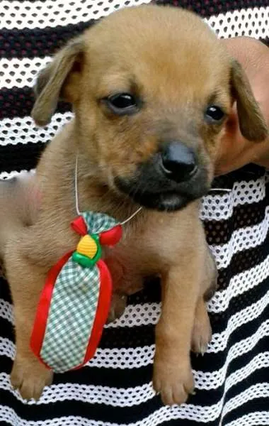 Cachorro ra a SRD idade 2 a 6 meses nome Dalila, Dinah, Dado