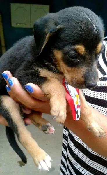 Cachorro ra a SRD idade 2 a 6 meses nome Dalila, Dinah, Dado