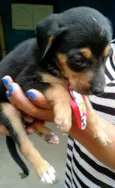 Dalila, Dinah, Dado