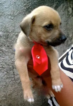 Cachorro raça SRD idade 2 a 6 meses nome Dalila, Dinah, Dado