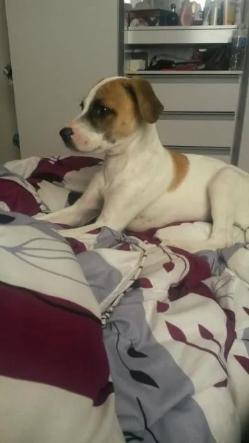 Cachorro ra a  idade 2 a 6 meses nome bolt