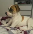 bolt