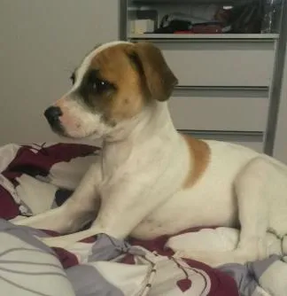 Cachorro ra a  idade 2 a 6 meses nome bolt