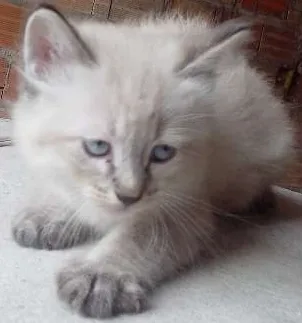 Gato ra a  idade Abaixo de 2 meses nome Gatinho