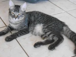 Gato raça comum idade 2 a 6 meses nome ione