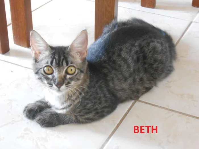 Gato raça comum idade 2 a 6 meses nome Beth