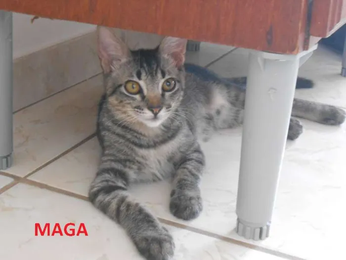 Gato raça Comum idade 2 a 6 meses nome MAGA