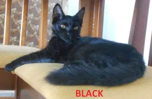 Gato raça comum idade 2 a 6 meses nome BLACK