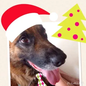 Cachorro raça Mestiço de Pastor alemão idade 5 anos nome Augusto