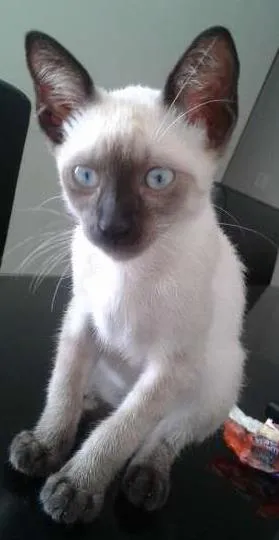 Gato raça  idade Abaixo de 2 meses nome Gigi