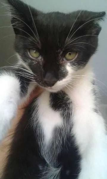 Gato ra a Vira lata idade 2 a 6 meses nome Nao tem 